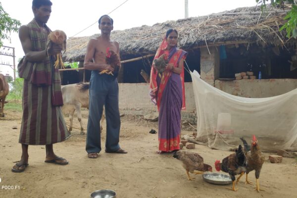 Backyard Poultry Services - Nayagarh, Odisha