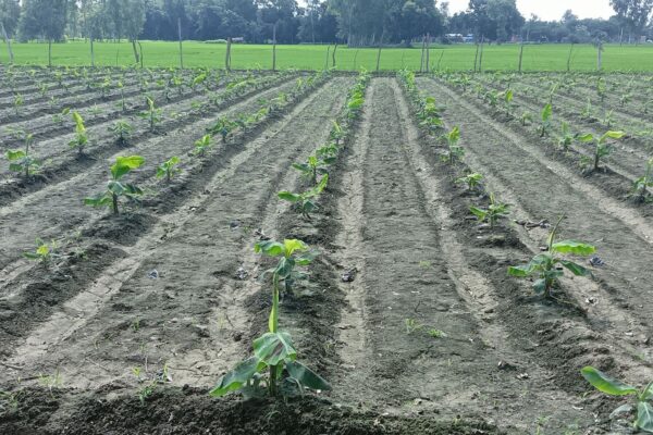 Banana Field