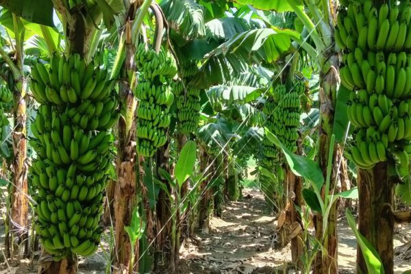 Banana Partnership Farming