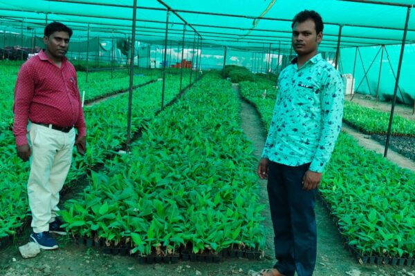 Input Facilitation Banana Plants, Prayagraj, Uttar Pradesh