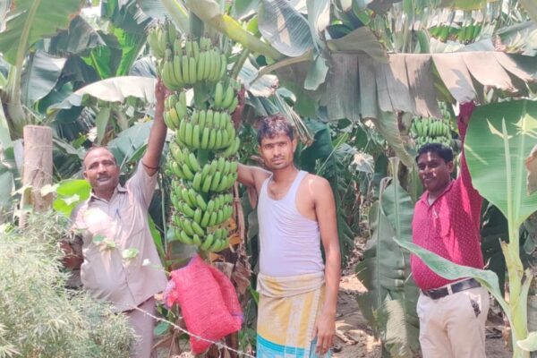 Introduction of High Value Agriculture - Banana