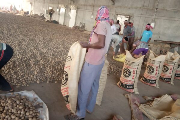 Input Facilitation - Potato seed production at Jalandhar, Punjab, 2022