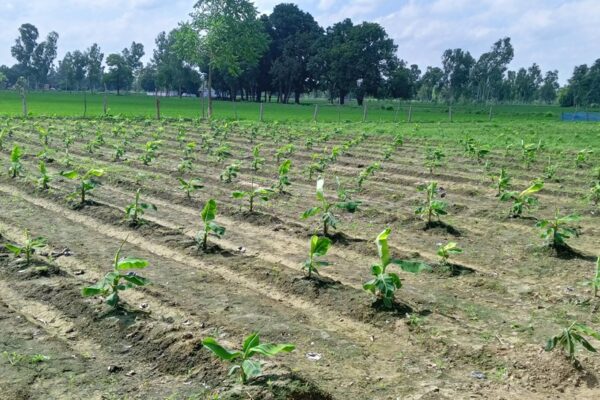 Banana Plantation filed, Unnao, UP, 2022