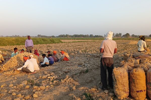 Potato harvesting, Firozabad, UP, 2023