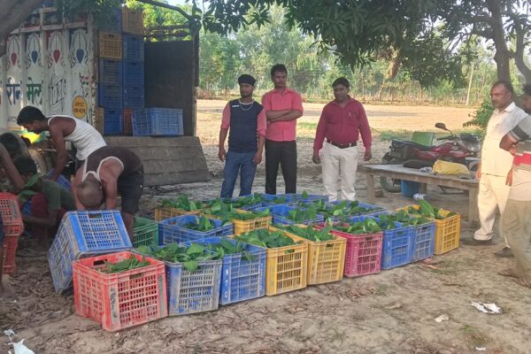 Banana Plant distribution, Barabanki, UP, 2022