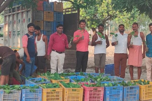 Input Facilitation - Banana plants supply to Barabanki, UP, 2022