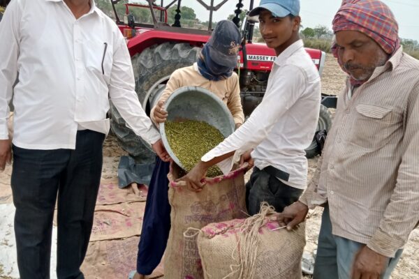 Moong Seed Multiplication, Firozabad, UP 2022