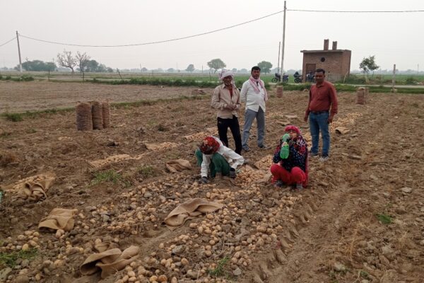 Potato Seed Harvesting, Firozabad, UP, 2022