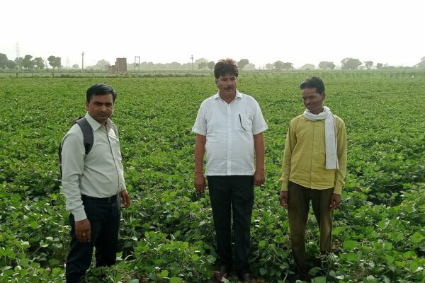 Moong Multiplication Field, Firozabad, UP, 2022