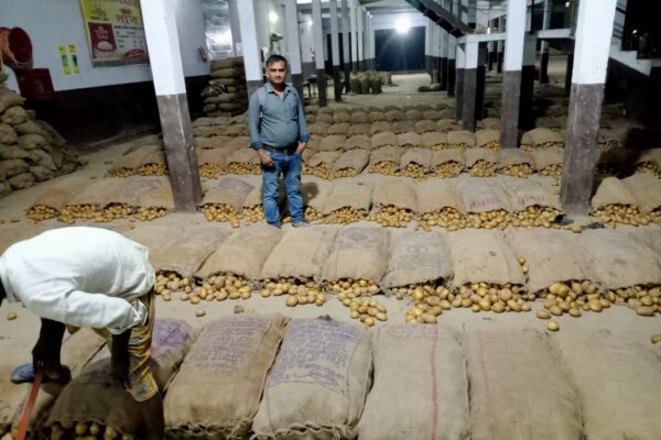 Potato Mulplication, Coldstorage, Sirsaganj, Firojabad, UP, 2022