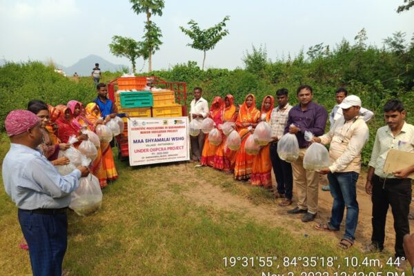 Facilitation of Fish Fingerlings to Women SHG Members in OIIPCRA project, Seragarh, Ganjam, Odisha, 2022