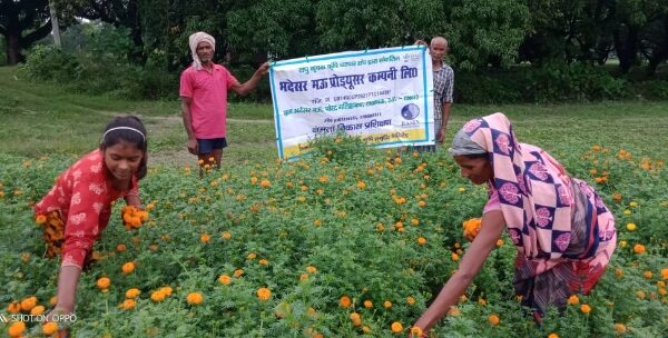 Floriculture intervention in Bhadesarmau FPO, Lucknow, UP, 2022