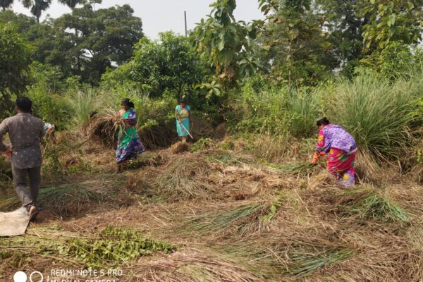 Harvesting -Cutting of lemon grass, Angul, Odisha, 2022