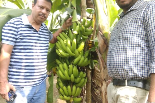 Intervention of G-9 Banana at Nadia, West Bengal, 2019