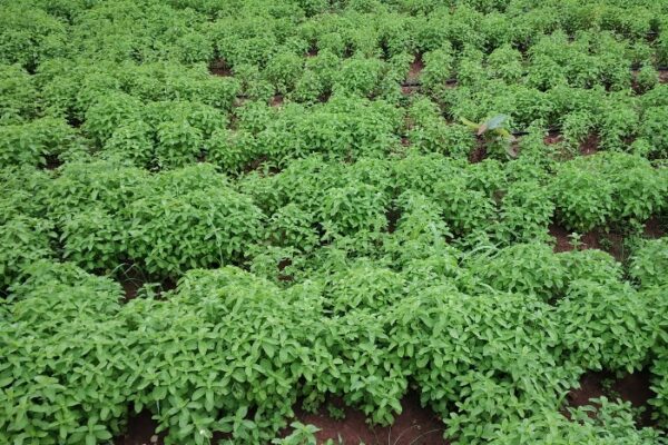 Introducing Mentha for waste land utilization, Angul FPO, Angul, Odisha, 2022