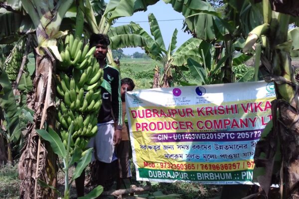 Introduction of G-9 Banana at Dubarajpur, West Bengal, 2017