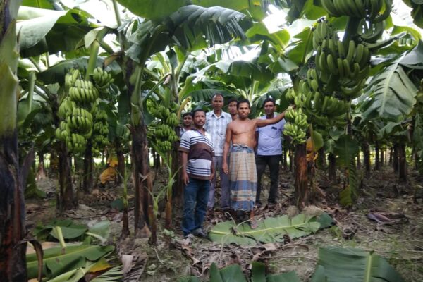 Introduction of G-9 Banana at Kaliaganja, West Bengal, 2018