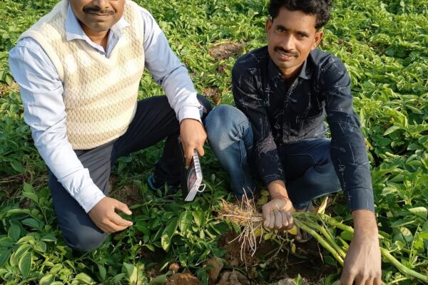 Seed potato production field visit at Village - Keraoli, PS Araon, District Firozabad, State Uttar Pradesh, 2021