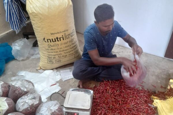 Sorting and Grading of Red Chilly at Ghanteswari FPO, Kuchinda, Sambalpur, Odisha, 2023