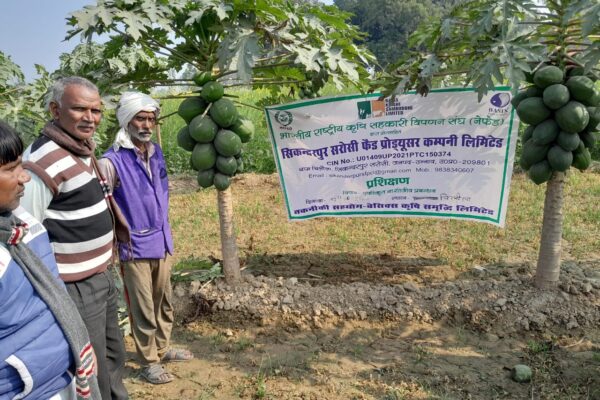 Training on Horticulture crop- Papaya in Sikandarpur Sarausi, UP, 2023