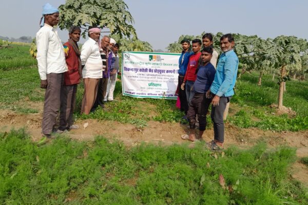 Training on Horticulture crop in Sikandarpur Sarausi, UP, 2023