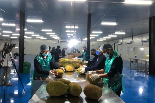 Tripura jackfruit packaging for export to London, UK at Guwahati, 2022