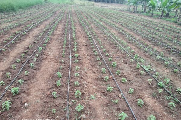 Uses of drip irrigation for Mentha under limited water condition, Angul FPO, Angul, Odisha 2022