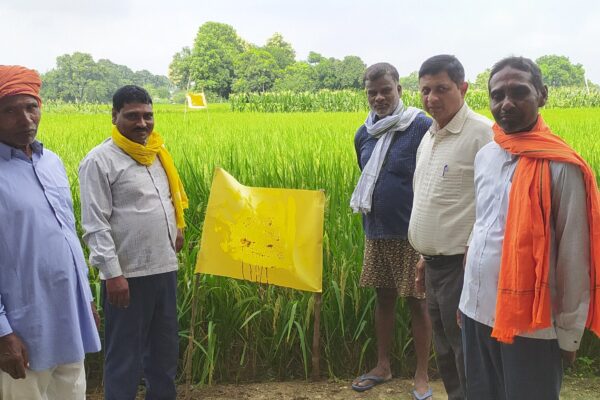 Demonstration of Integrated Pest Management on paddy Crop. Name of the Farmer: Syamlal, Village: Hajiganj, Post- Seuwait, Block- Soraon, Dist- Prayagraj, UP. 7th August 2023