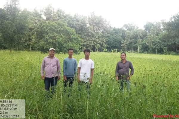 Promotion of Millet cultivation under OIIPCRA Project from paddy to millet. Block- Khalikote, Dist- Ganjam, Odisha. 7th July 2023