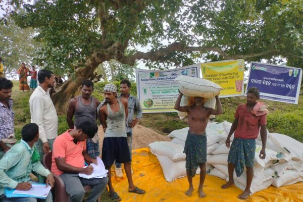 Rasulpur Fishery FPO, Jajpur district, Odisha initiated Groundnut Seed multiplication program supported by Directorate Of Groundnut Research (DGR-ICAR) Junagadh, Gujarat for development of Groundnut Value Chain Cluster.