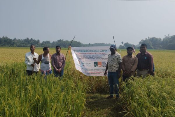 Kakatpur FPO, Puri district, Odisha, introduced a new variety of aromatic paddy “CR-909” and AAO along with VAW to assess the performance of new variety under water stress condition.