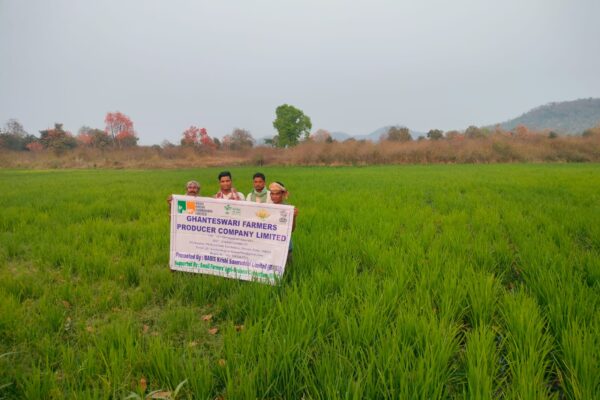 Ghanteswari FPO, Sambalpur district, Odisha has introduced 2 high-yielding paddy varieties “Sindhu NP-9156” & “Bullet” in the local areas.