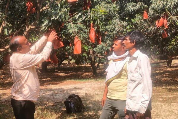 Bhadesar Mau PCL of Lucknow district, Uttar Pradesh has adopted protected mango production to enhance fruit quality with protection against insect-pest.